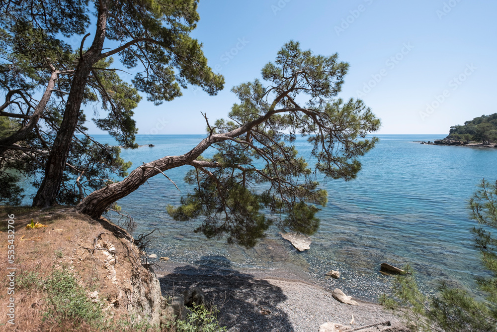pines above the sea