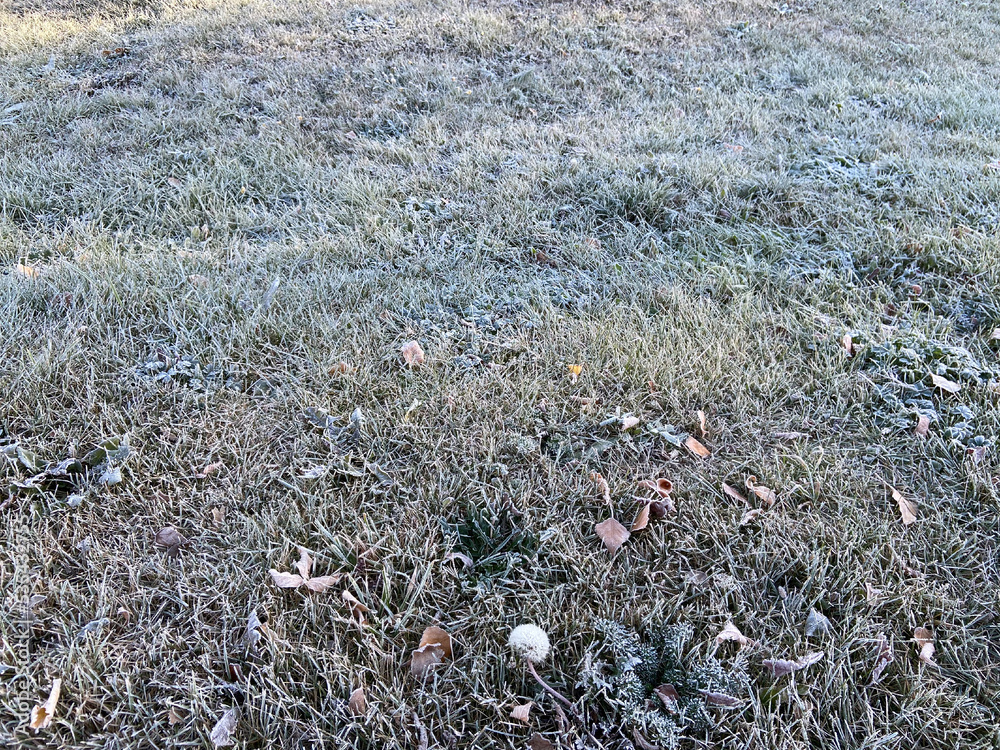 First morning frost on green grass and dry fallen maple leaves. The lawn is prepared to winter. Copy space. Late autumn. Weather forecast background. Nature detail. Winter. Top view. Garden cleaning. First morning frost on green grass and dry fallen maple leaves. The lawn is prepared to winter. Copy space. Late autumn. Weather forecast background. Nature detail. Winter. Top view. Garden cleaning.