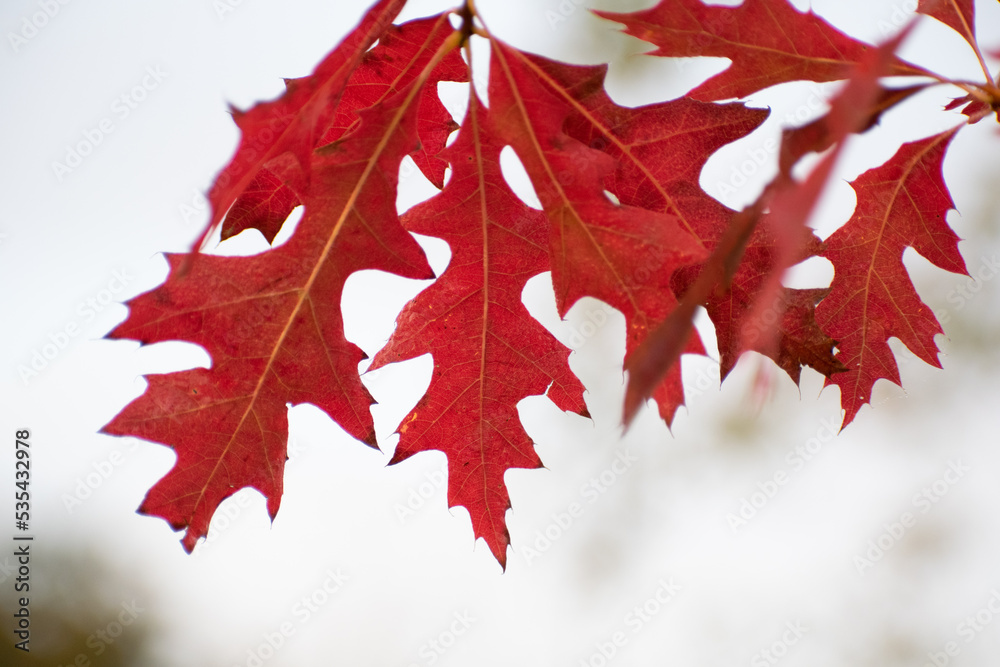 Fototapeta premium Feuilles d'automne