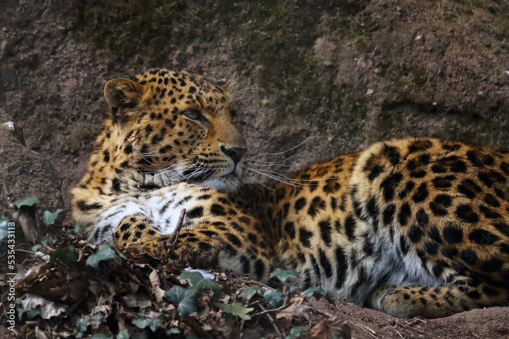 The North China leopards (Panthera pardus japonensis), a large male lying on a rock. Portrait of a big asian leopard.
