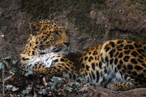 The North China leopards  Panthera pardus japonensis   a large male lying on a rock. Portrait of a big asian leopard.