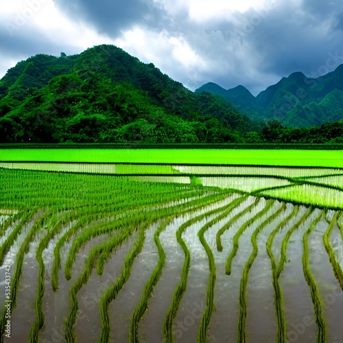 illustration of a very fertile rice field scenery