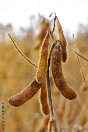 Ripe soybean pods, close up. Agricultural soy plantation on field.