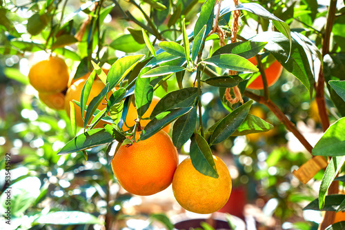 ripe tangerine fruits on a tree branch