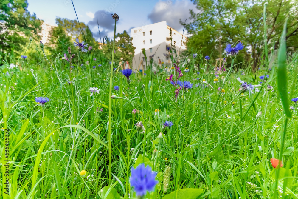 Fototapeta premium Łąka niebieskie kwiaty