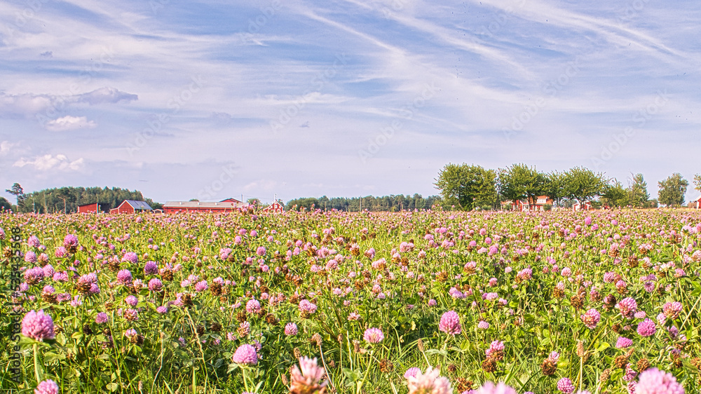 Clover field on a meadow. Flower meadow in green and pink. Plants from nature.