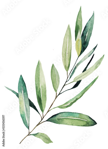 Watercolor olive twig with green leaves  isolated illustration for wedding and party design