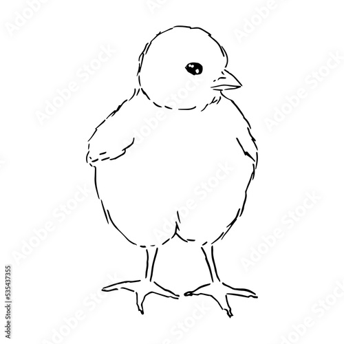 Sketch Cute chick. Hand drawn graphic illustration of little bird, chicken. Ink doodle drawing.