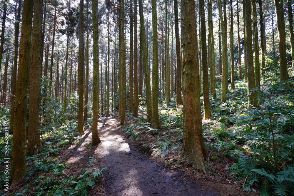 Obraz premium refreshing pathway in the sunny forest