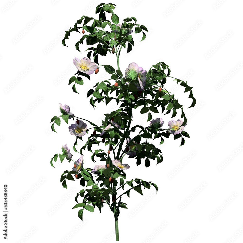 Naklejka premium Dog Rose Plant - Front View