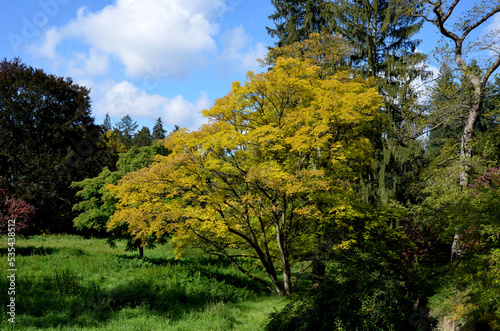 Caucasian wingnut or Caucasian walnut,yellow leaves autumn tree meadow in the park. blue sky and calm white clouds.