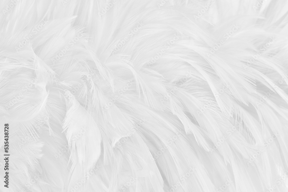Beautiful white grey bird feathers pattern texture background. Beautiful white grey bird feathers pattern texture background.