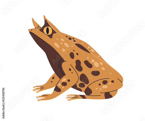Boie's frog. Horned amphibian. Spotted Boies froggy, exotic reptile species. ...