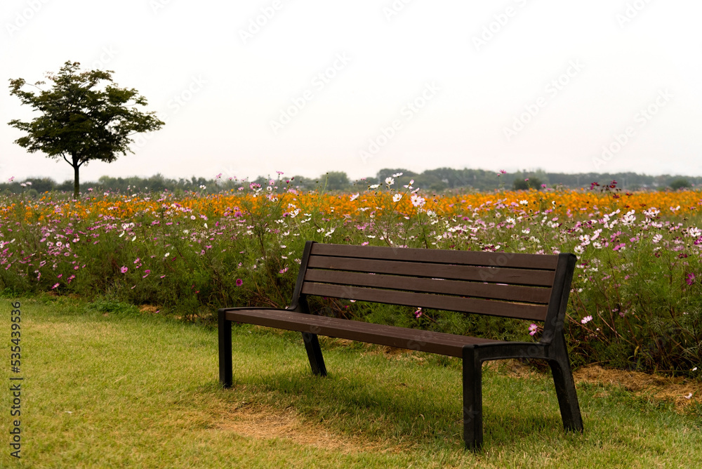 Bench view in front of the colorful cosmos flower garden in full bloom Bench view in front of the colorful cosmos flower garden in full bloom