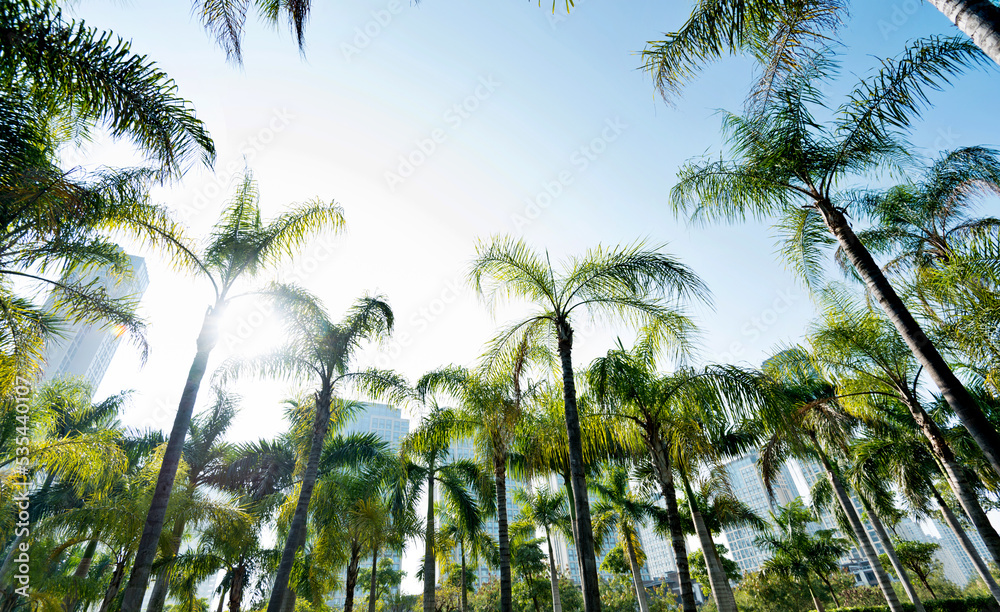 Low angle view of royal palm trees Low angle view of royal palm trees