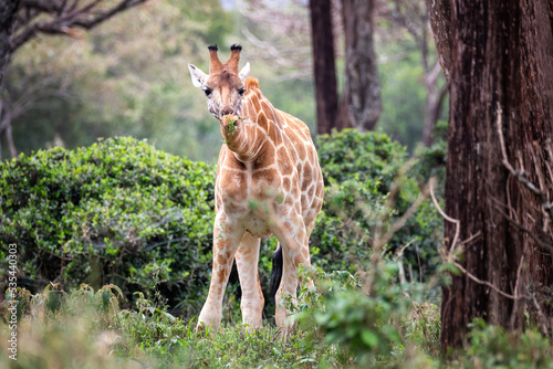 Rothschild giraffe, giraffa camelopardalis rothschildi, grazing on vegetation at a giraffe sanctuary in Nairobi National Park, Kenya photo