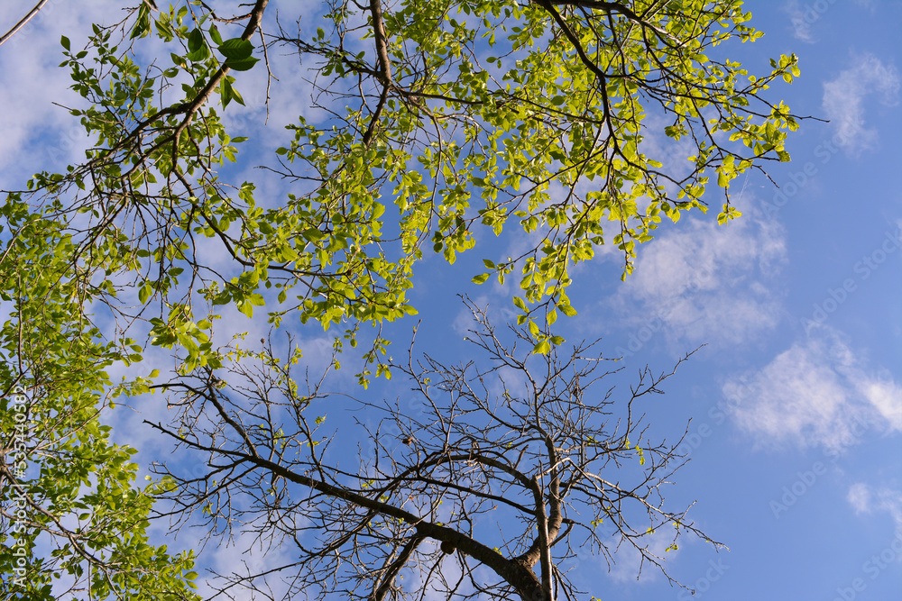 Plum tree branches with fresh green leaves on the background of blue sky with light white clouds. Spring in the garden. View from below Plum tree branches with fresh green leaves on the background of blue sky with light white clouds. Spring in the garden. View from below