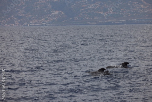 Dolphins in the Atlantic Ocean near Madeira with a view of the mountains