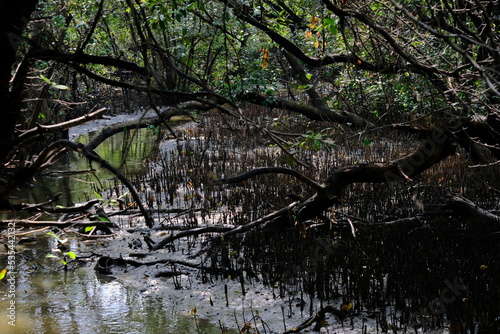 Panoramic photo of mangrove swamp
