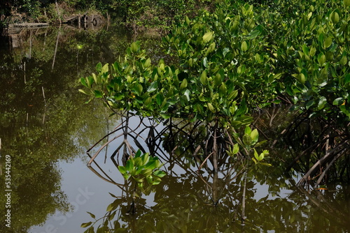 Mangrove trees in mangrove forests with twig roots grow in water.
