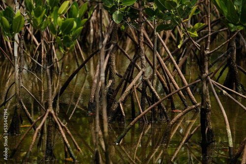 Mangrove trees in mangrove forests with twig roots grow in water.