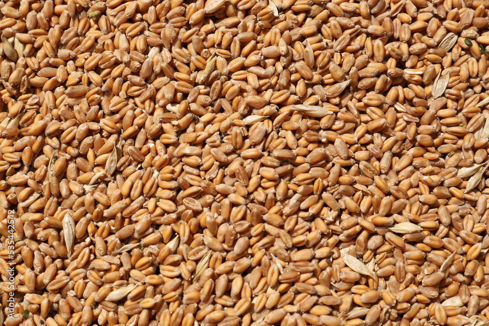Pile of wheat grains as background, closeup view Pile of wheat grains as background, closeup view