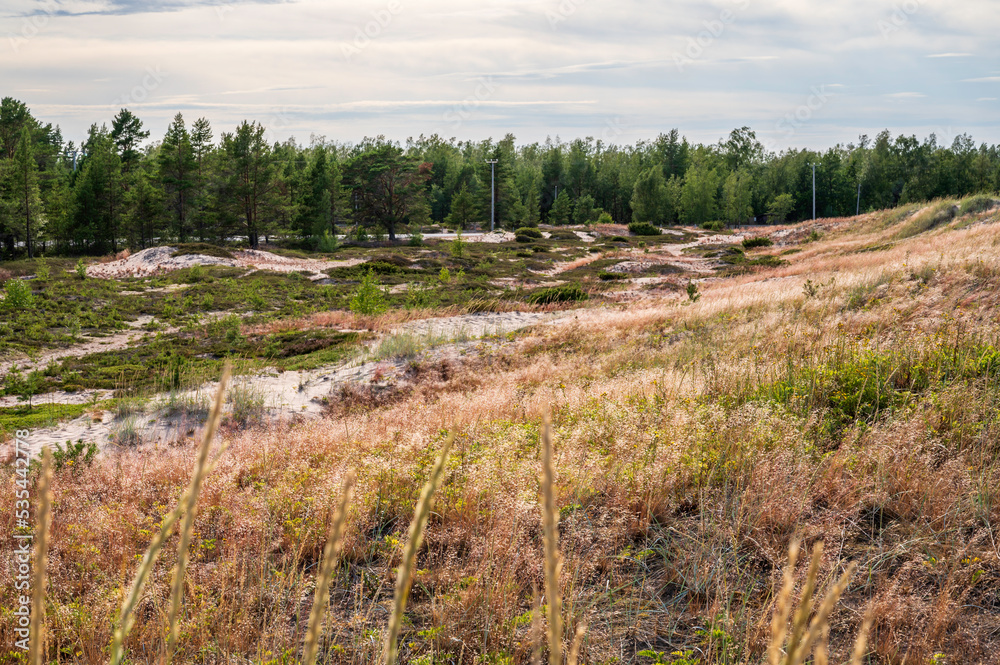 Sand dunes and forest in autumn
Ohtakari, FInland Sand dunes and forest in autumn
Ohtakari, FInland