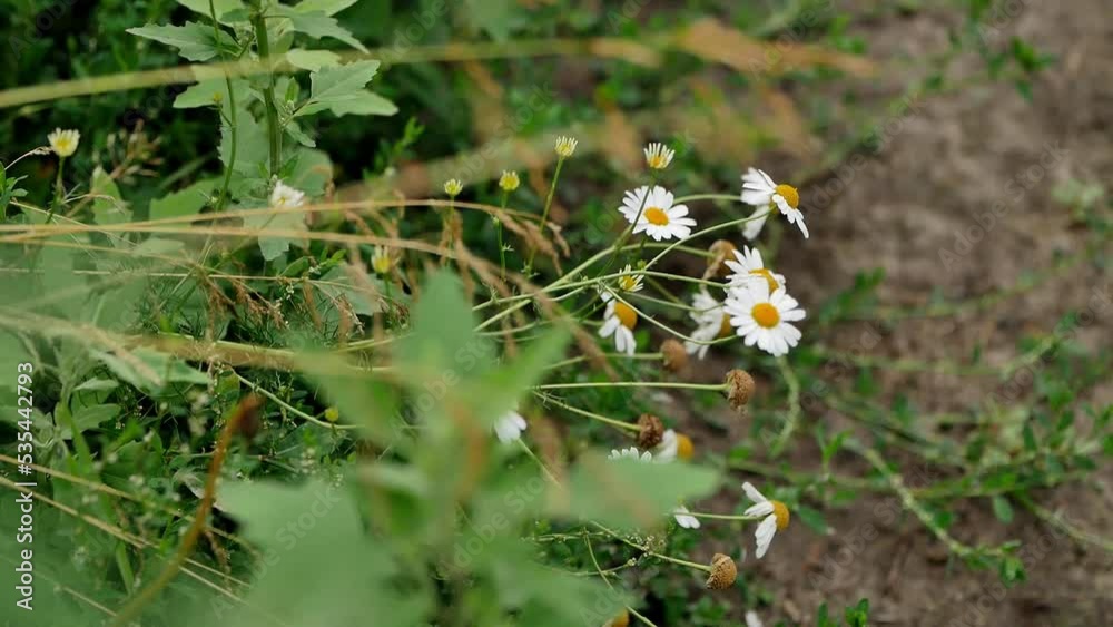 bush of daisies in a field among the herbs close up
colorful background with lush grass and flowers developing in the field in the wind bush of daisies in a field among the herbs close up
colorful background with lush grass and flowers developing in the field in the wind