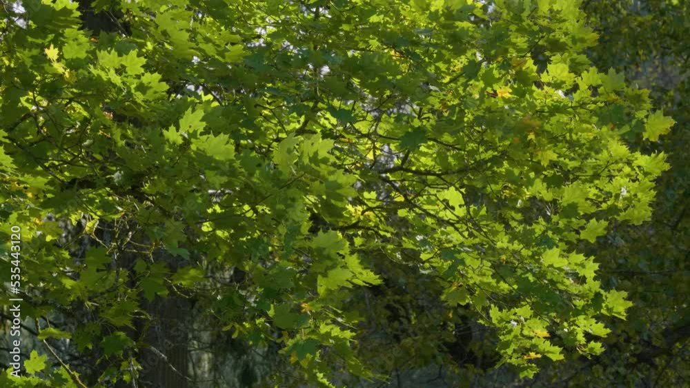 State museum Pavlovsk in autumn. Maple branches in the wind. State museum Pavlovsk in autumn. Maple branches in the wind.