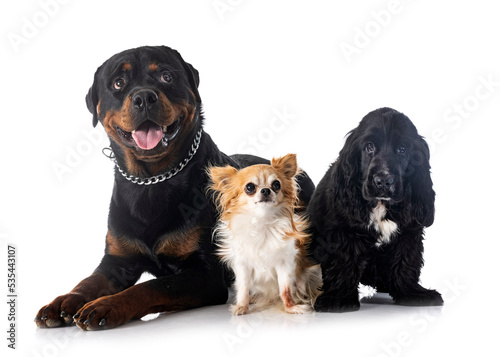 English Cocker Spaniel, chihuahua and rottweiler