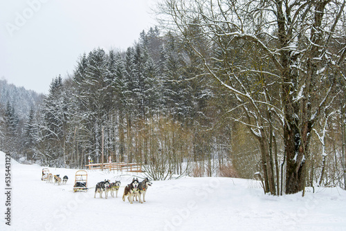 Sled dogs and husky dogs. Snow, winter, competition, race concept, In the winter forest in Austria