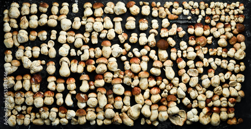 Wild porcini mushrooms on a black stone table. Top view. Organic food.