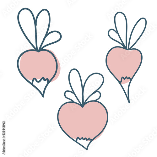 Set Beetroot in doodle style. Celery or radish. Ripe root crop. Autumn vegetables. Vector graphics isolated on white background.
