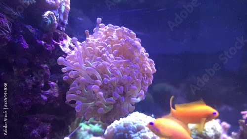 Euphyllia Hammer LPS coral photo
