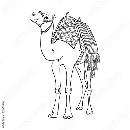 Camel outline vector illustration. Isolated vector illustration.