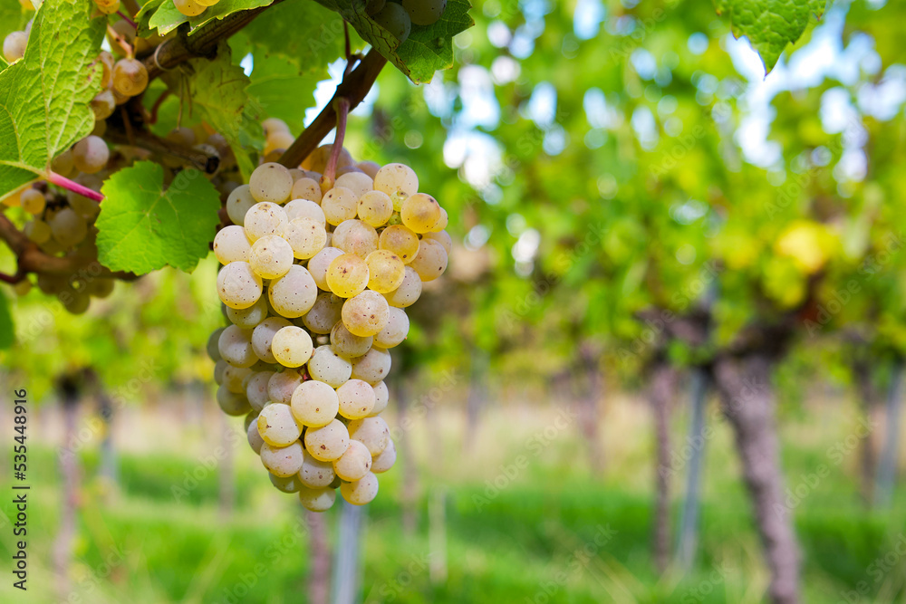 a bunch of white muscat grapes on a vineyard background