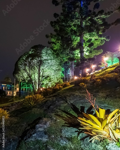 Colourful trees illuminated at night in mount Jerai. photo