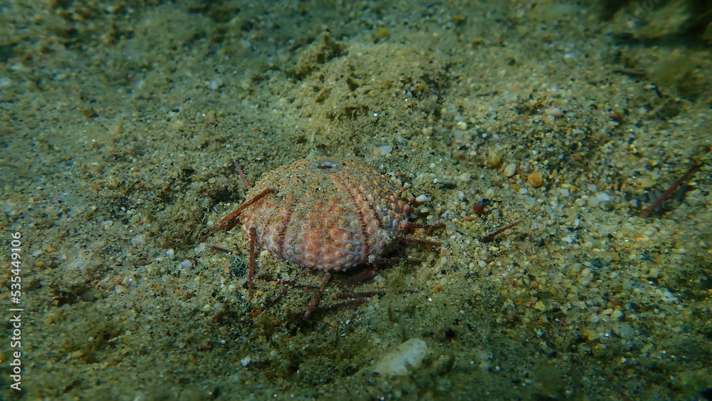 Test (shell) of Black sea urchin (Arbacia lixula) undersea, Aegean Sea, Greece, Halkidiki
