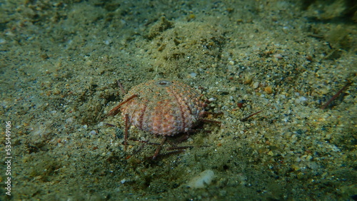 Test (shell) of Black sea urchin (Arbacia lixula) undersea, Aegean Sea, Greece, Halkidiki  © Alexey