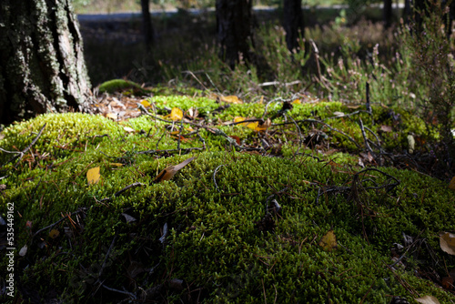 Green moss in the forest on a sunny day