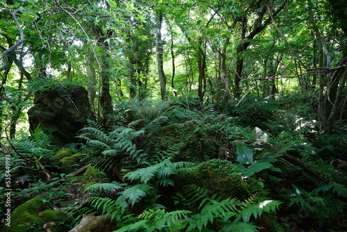 mossy rocks in wild forest