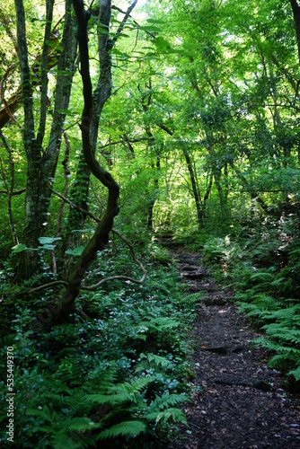 pathway through dense spring forest