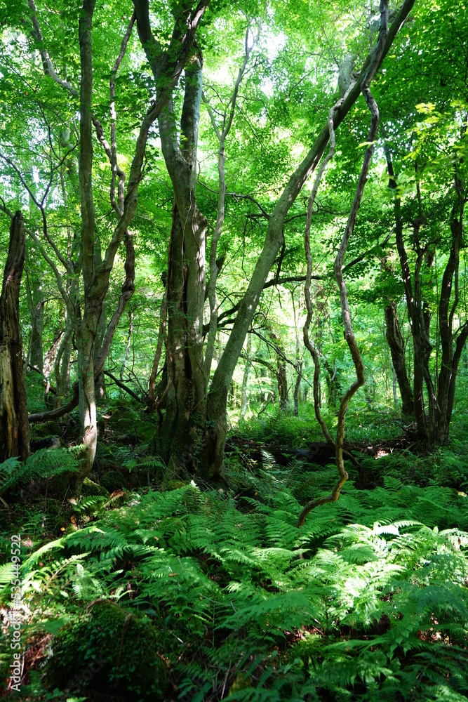 old trees and vines in deep forest
