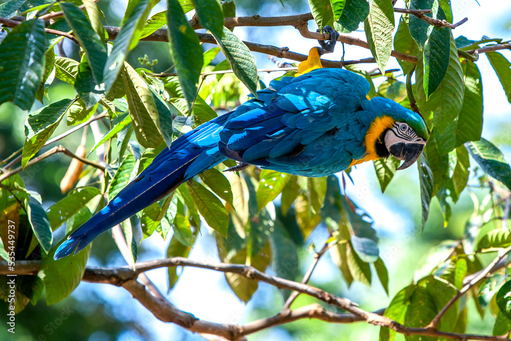 Obraz premium A blue-and-gold macaw perches in a tree above the flooded Monkey Island near Iquitos in Peru. The Amazon River had flooded to record high levels.