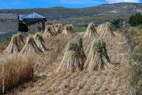 Stacks of cut hay sit in neat rows on a rural property adjacent to Lake Titicaca at Puno in Peru. This part of Peru sits adjacent to the Bolivian border.