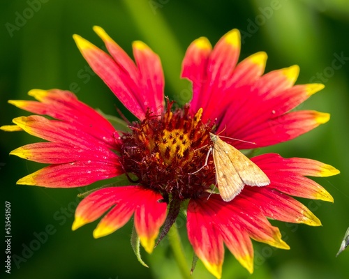 Closeup shot of a Loxostege sticticalis on the blanket flowers on a sunny day photo
