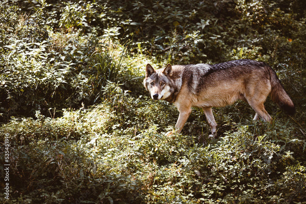 Fototapeta premium Wolf streift durch die Wälder. Halbblut Wolf, Raubtier