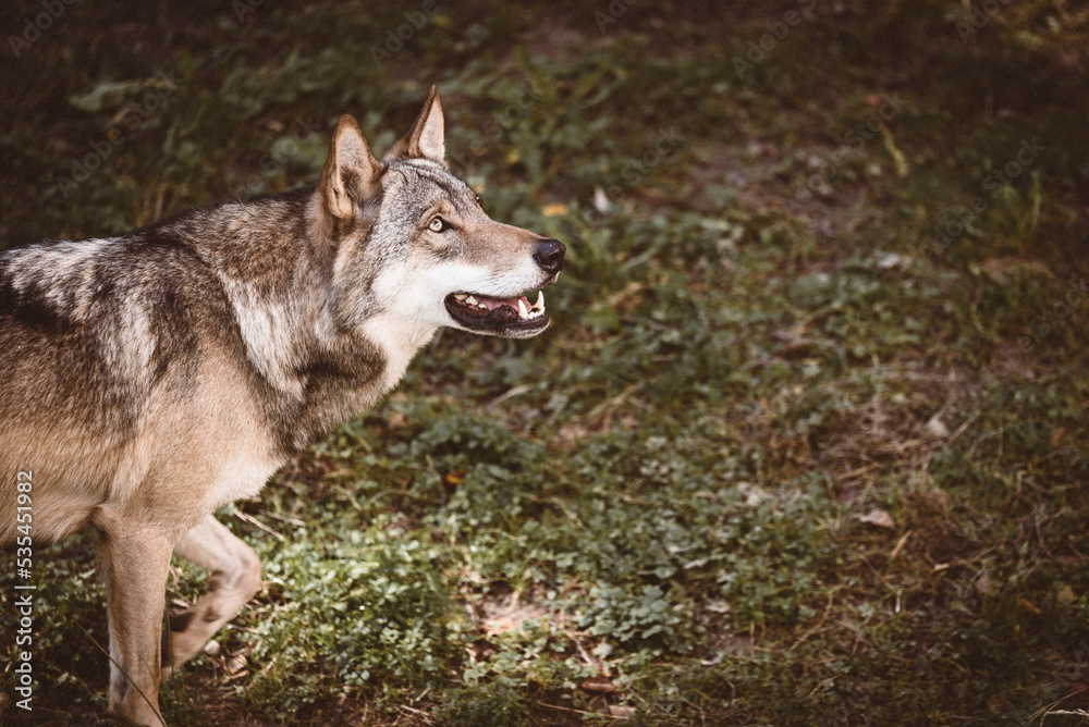 Wolf, wild lebendes Tier, Fleischfresser, Hybrid, Halbblut
Wolf, wild lebendes Tier, Fleischfresser, Hybrid, Halbblut