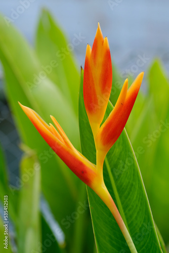 Photography Red Canna Lily, Canna indica, bloom isolated in focus with out of focus light spots in the green background, Red canna lily in foliage