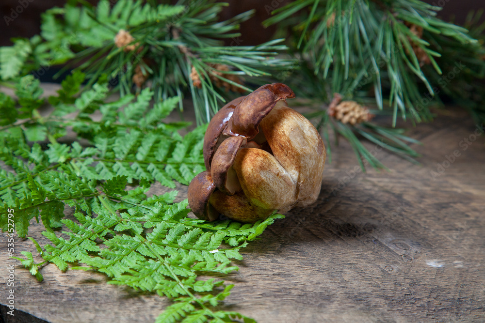 Obraz premium Small family of Imleria Badia or Boletus badius mushrooms commonly known as the bay bolete on vintage wooden background..